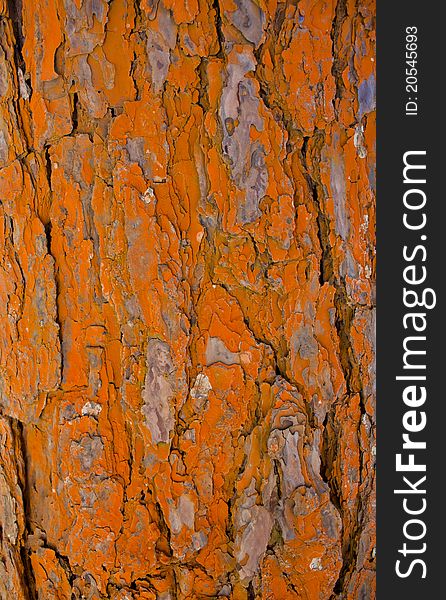 The Orange Bark Pattern of Tree