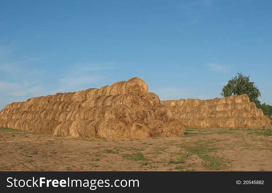 Straw, collected from the field and placed on a rustic courtyard. Straw, collected from the field and placed on a rustic courtyard