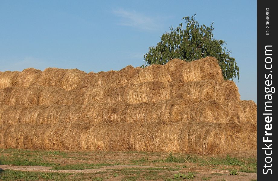 Straw, collected from the field and placed on a rustic courtyard. Straw, collected from the field and placed on a rustic courtyard