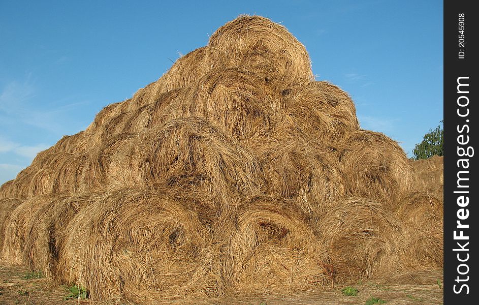 Straw, collected from the field and placed on a rustic courtyard. Straw, collected from the field and placed on a rustic courtyard