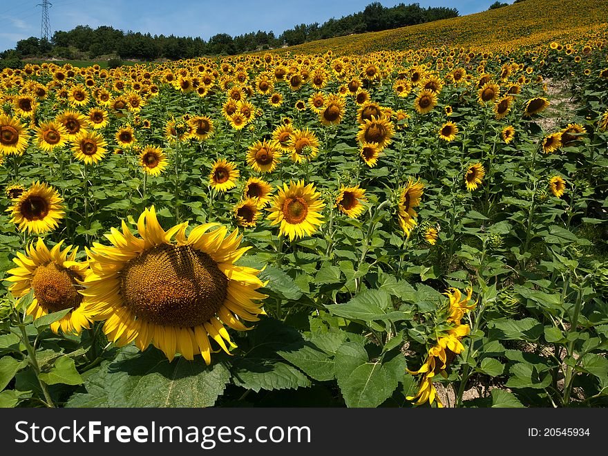 Hill of sunflowers on the heights of Predappio. Hill of sunflowers on the heights of Predappio