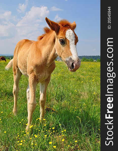 A foal on a summer pasture in a rural landscape. A foal on a summer pasture in a rural landscape.