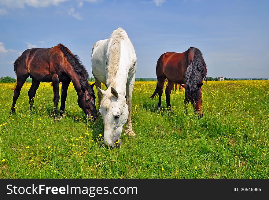 Horses on a summer pasture