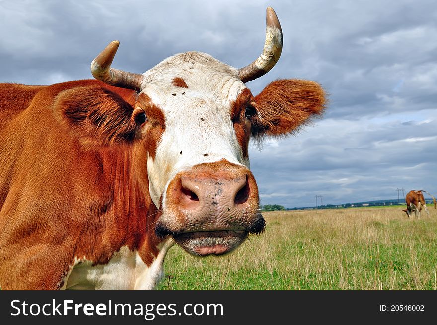 A head of a cow close up in a rural landscape.