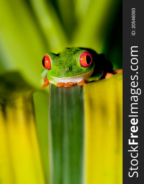 Red-eyed tree frog sitting on a leaf