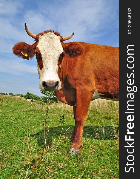 A cow on a summer pasture in a summer rural landscape