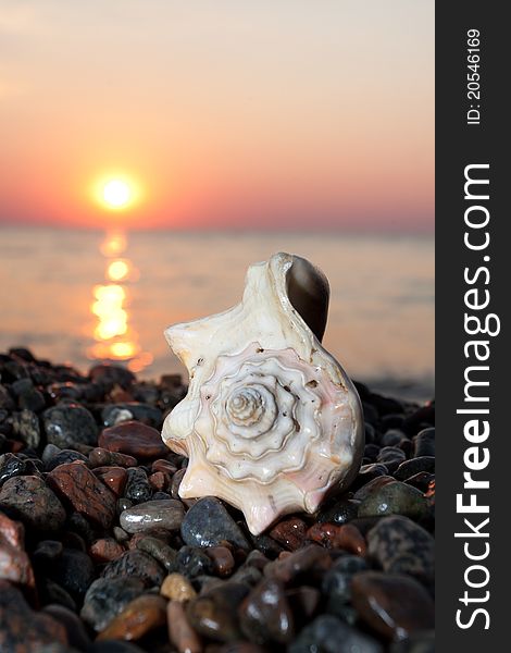 Dark and colorful sunrise with a shell in the forefront. Dark and colorful sunrise with a shell in the forefront