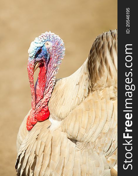 Strutting turkey cock walking on farm