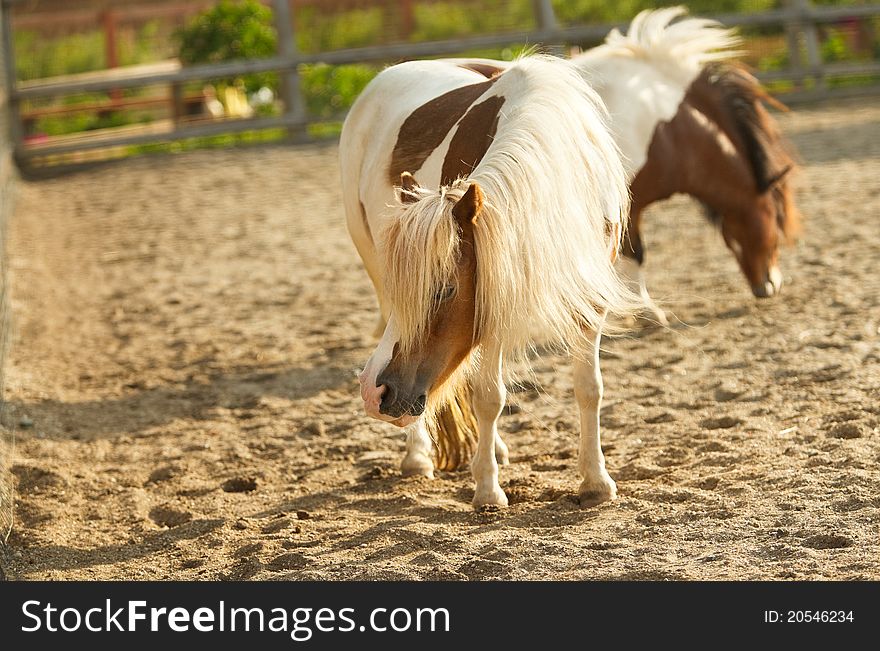 Brown Ponies