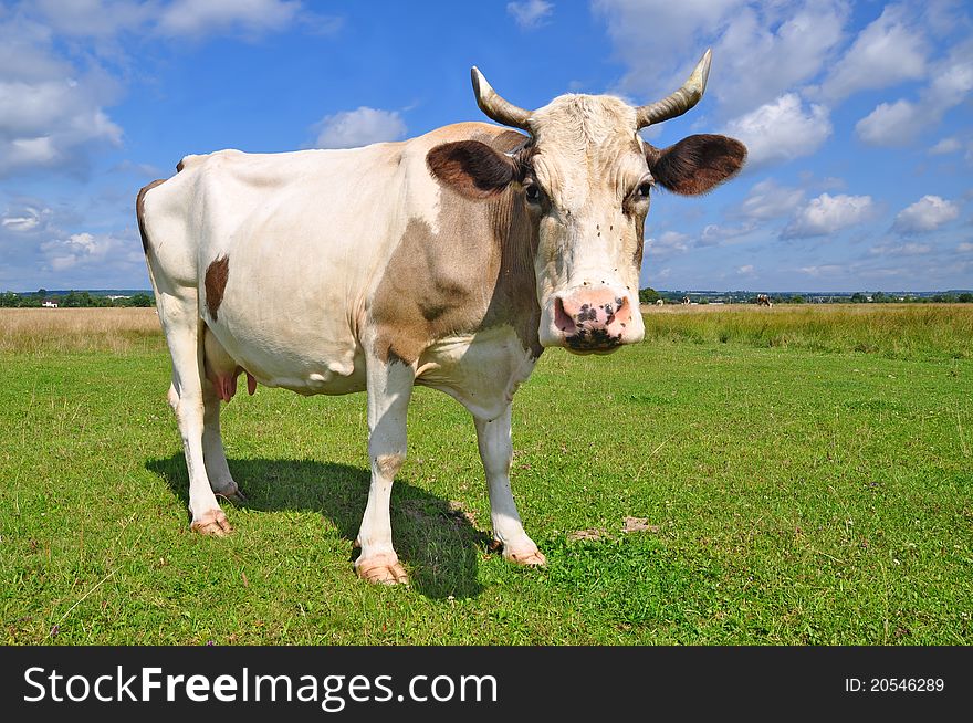 A cow on a summer pasture in a summer rural landscape