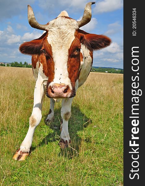 A cow on a summer pasture in a summer rural landscape