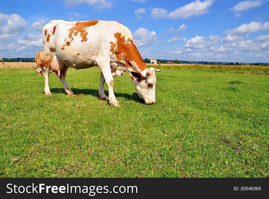 A cow on a summer pasture in a summer rural landscape