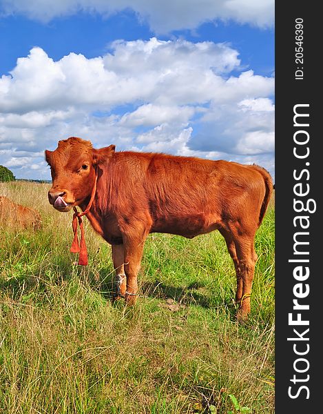 The calf on a summer pasture in a rural landscape.