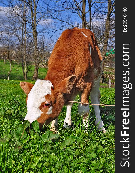 The calf on a summer pasture in a rural landscape.