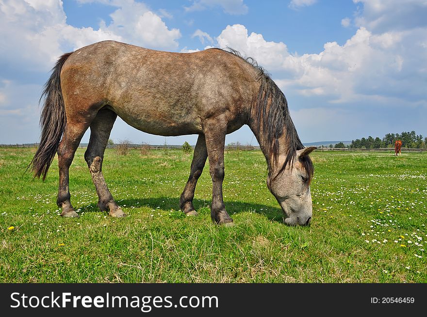 Horse on a summer pasture