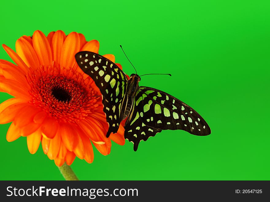 Graphium on orange gerber