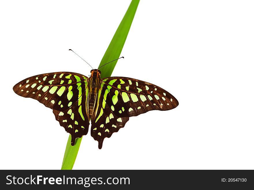 Graphium on green grass isolated. Graphium on green grass isolated