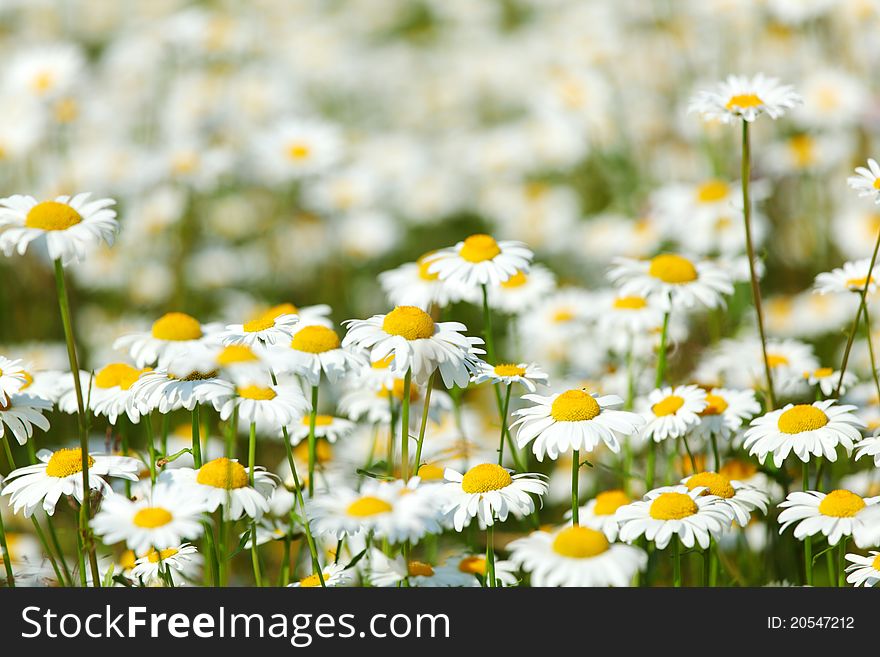 White camomiles summer flower field
