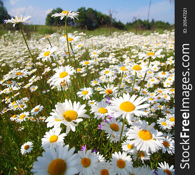 Field with white daisies under sunny sky