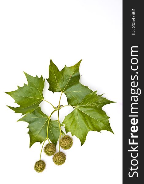 Chestnuts and leaves in late summer on a white background. Chestnuts and leaves in late summer on a white background