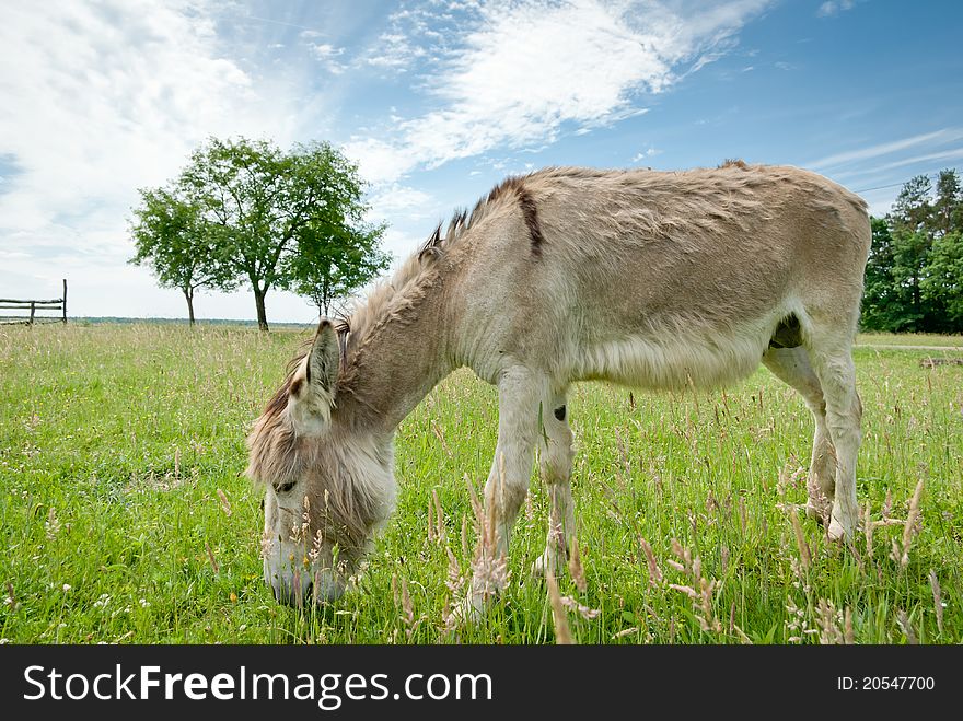 Donkey in a Field in sunny day, animals series