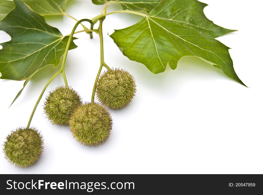 Chestnuts and leaves in late summer on a white background. Chestnuts and leaves in late summer on a white background