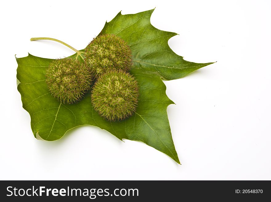 Chestnuts (conkers) and leaves in late summer on a white background. Chestnuts (conkers) and leaves in late summer on a white background