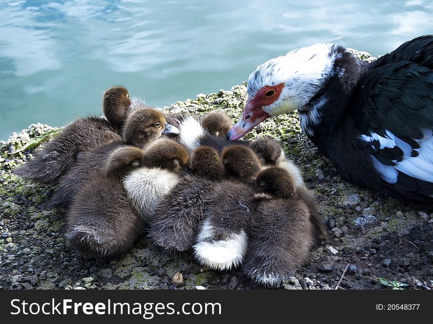 Baby ducks at the shore of the lake