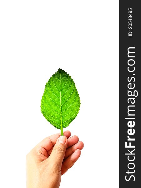 Beautiful green leaf on hand for green concept