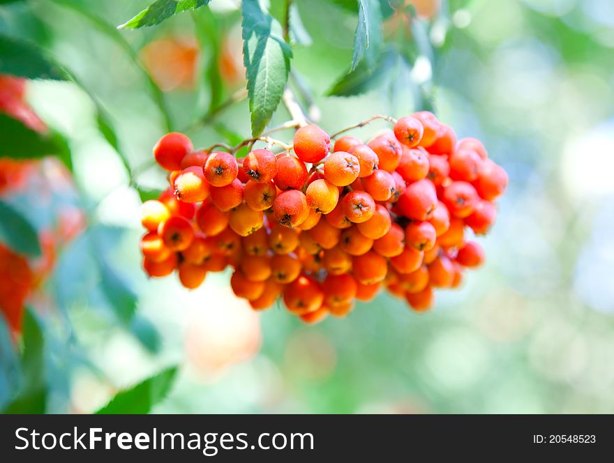 A tree with rowan berries in the fall. A tree with rowan berries in the fall