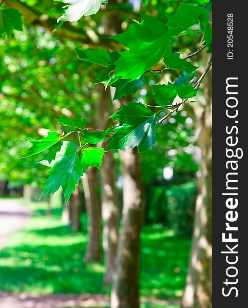 Maple leaves of summer tree in the park