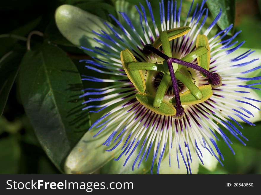 Kiwi flower. Exotic fruit grown in France.