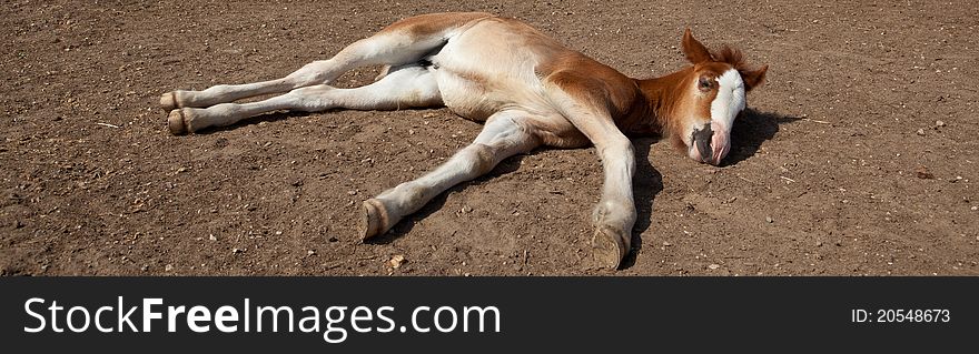 Baby horse sleeping. Sunny day. Baby horse sleeping. Sunny day.