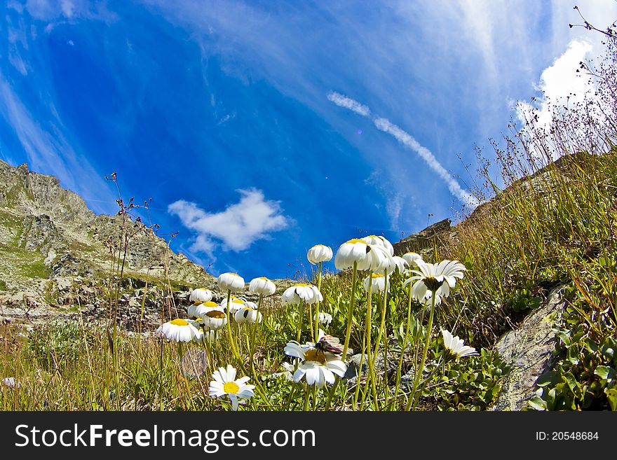 Daisies And Sky