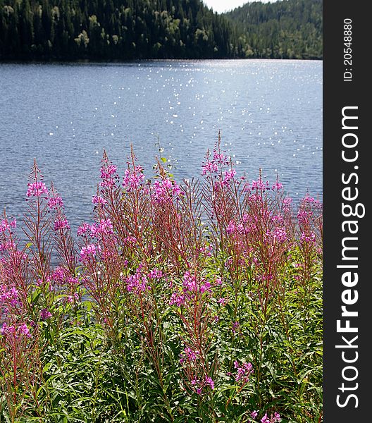 Willow herb by a lake reflecting the sunlight. Willow herb by a lake reflecting the sunlight