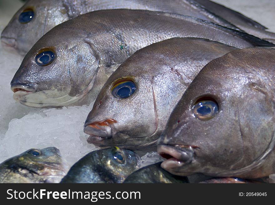 Fresh Fish on ice at a portuguese fish market