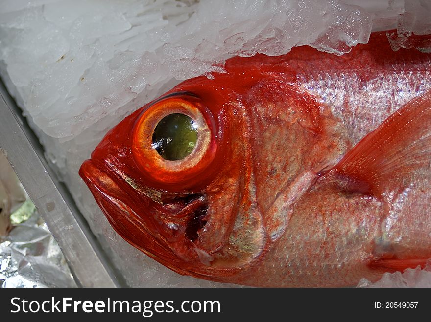 Cantarie on ice at a portuguese fish market. Cantarie on ice at a portuguese fish market