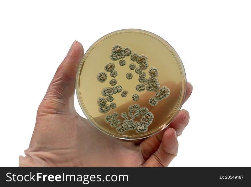 Microorganisms on the plate