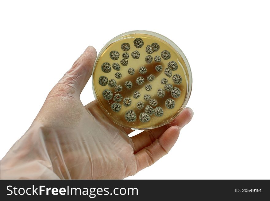 Arm with the laboratory plate with microorganisms isolated on white. Arm with the laboratory plate with microorganisms isolated on white