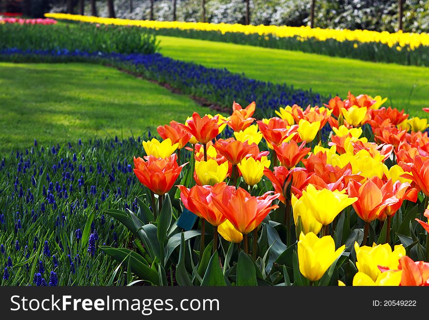 Field With Beautiful Flowers