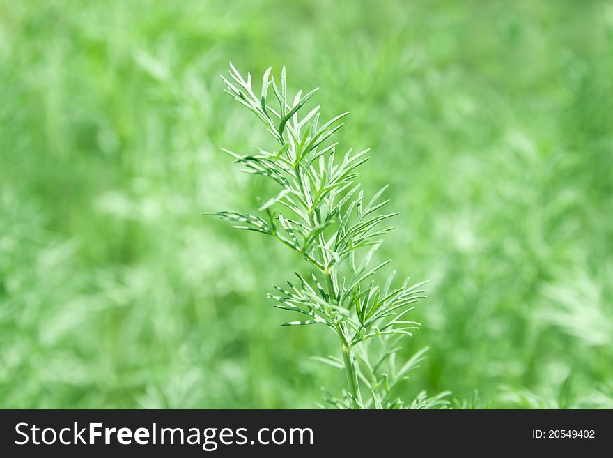 Close up green dill branch