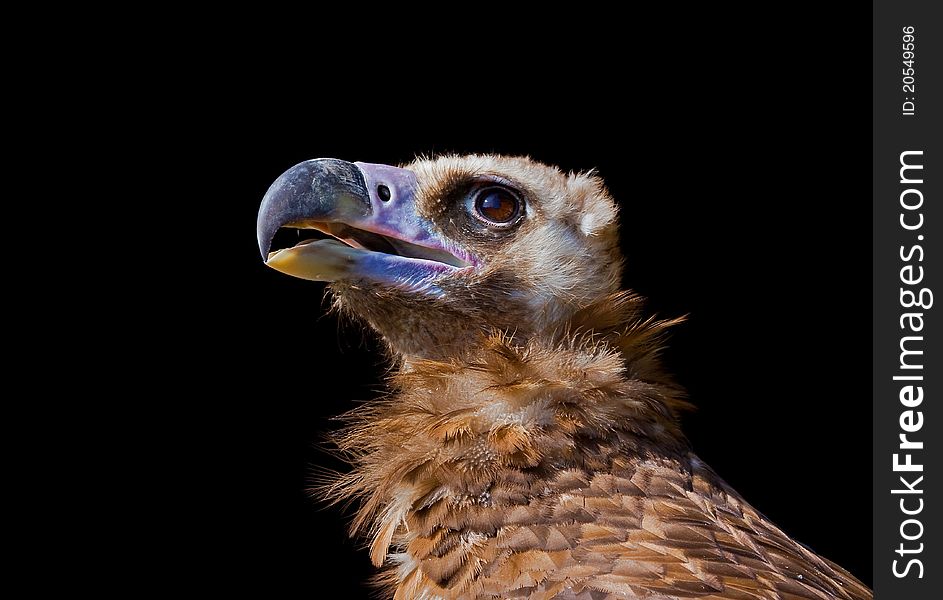 A portrait of a Vulture