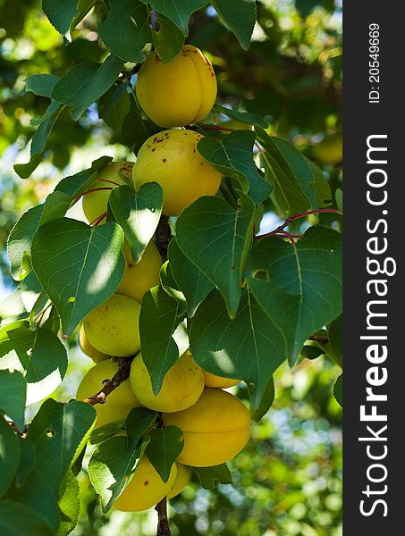 Branch of an apricot tree with ripe apricots