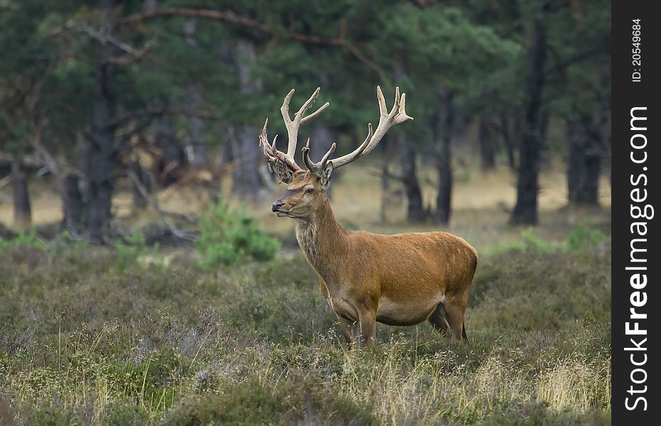 A red deer in a national park in Holland.