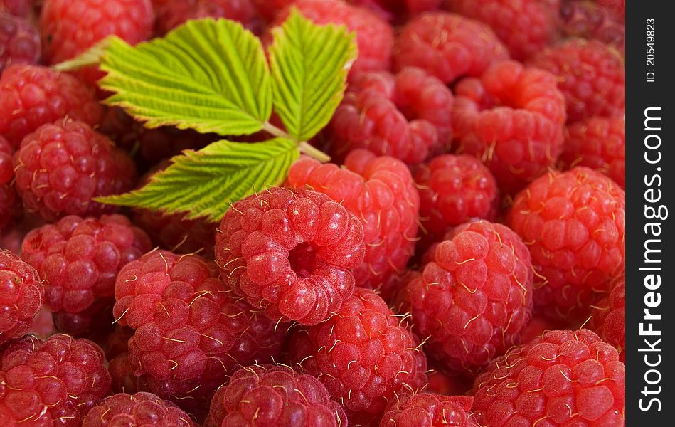 Many fresh raspberries close-up background. Many fresh raspberries close-up background