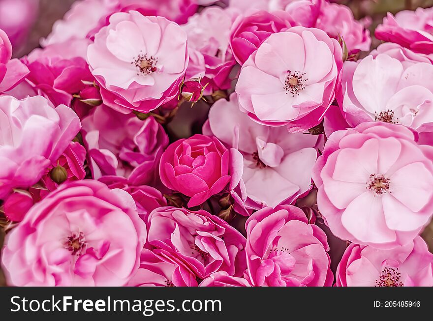 Beautiful cluster of flowers - pink roses background