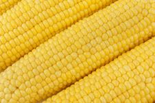 Ears Of Corn Stock Photos