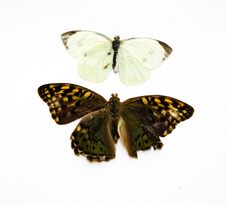 Two Beautiful Tropical Butterflies Stock Photography