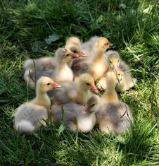 Little Ducklings Stock Photography