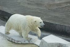 White Bear Cub Stock Photography